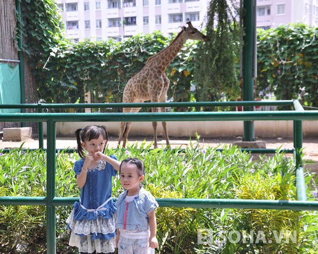 Sau khi biết thông tin những con hươu cao cổ này đang được nuôi trong Thảo Cầm Viên rất nhiều người dân, trong đó có nhiều em nhỏ được phụ huynh đưa đến Thảo Cầm Viên Sài Gòn để tận mắt xem, chụp hình lưu niệm.