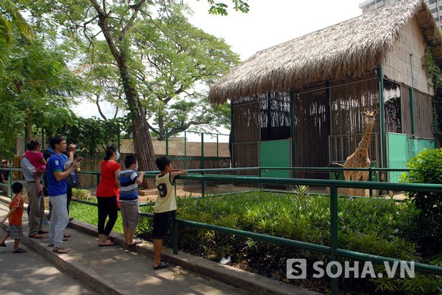 Được biết, hiện nay thảo cầm viên Sài Gòn là một trong ít vườn thú tại Việt Nam có bố trí khu vực nuổi hươu cao cổ để nhận giống và đã có 5 con.