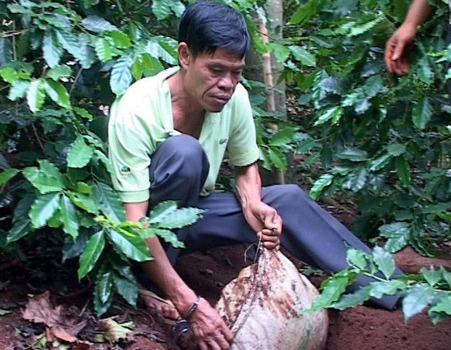 Ông “trùm” Trần Trung Đăng mua và chôn dấu một lượng lớn thuốc bom ở vườn càphê để bán lại cho các đối tượng đưa đi tiêu thụ.