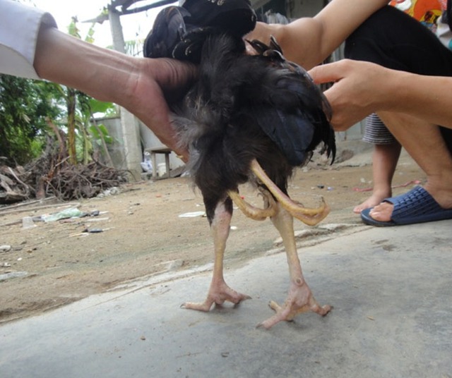 Ngoài 2 chân chính, con gà này còn mọc thêm 2 chân phụ ở đùi chân trụ trái.