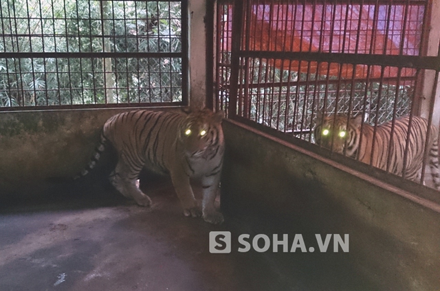 Ngày chủ nhật tới đây, dự tính, 2 cá thể hổ này sẽ được chuyển về Trung tâm động vật hoang dã Hà Nội.