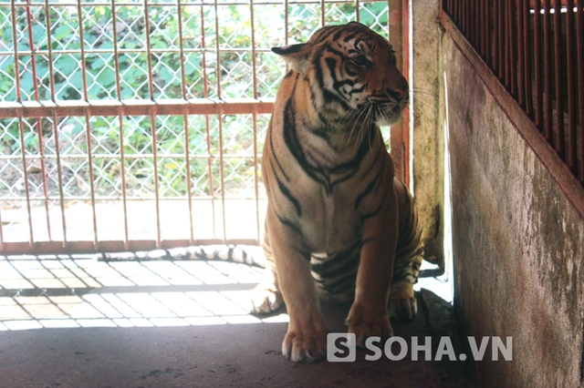 Vào ngày chủ nhật tới đây, Vườn Quốc gia sẽ bàn giao hai cá thể hổ (Panthera tigris) cho Trung tâm động vật hoang dã Hà Nội nuôi nhốt và tiếp tục chăm sóc.