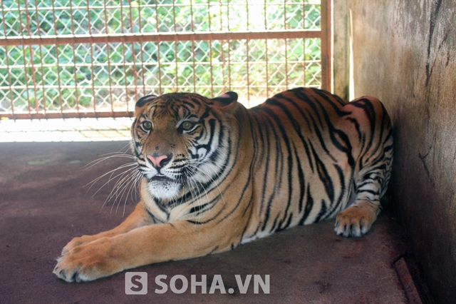 Sau gần 6 tháng chăm sóc, điều trị, nay hai cá thể hổ phát triển rất tốt. Cá thể hổ đực đã nặng gần 100kg. Còn cá thể hổ cái đã nặng khoảng 80kg.