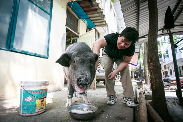 Chú lợn nặng ký chủ động làm dáng trước ống kính mà không đợi nghệ sĩ Tống Toàn Thắng yêu cầu.