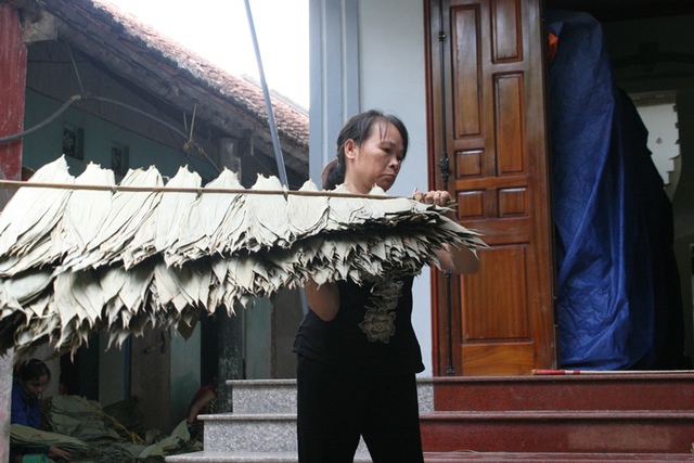 Hiện giờ, trung bình mỗi vụ bà Triệu xuất đi 100 - 200 tấn lá tre sang nước ngoài. Ngoài ra, bà còn tạo công ăn việc làm cho  hơn 20 bà con trong làng xã và hàng trăm người ở những tỉnh Hòa Bình, Phú Thọ, Yên Bái.