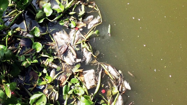 Cá chết nổi, bốc mùi hôi thối ở bờ kênh Nhiêu Lộc - Thị Nghè