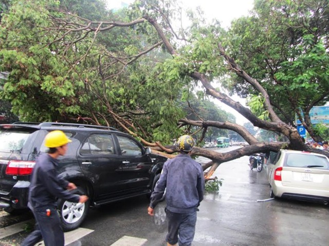 Một cây đổ làm 2 ô tô bị bẹp