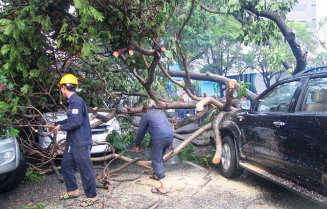 Cơ quan chức năng nhanh chóng giải cứu ô tô khỏi cây đổ