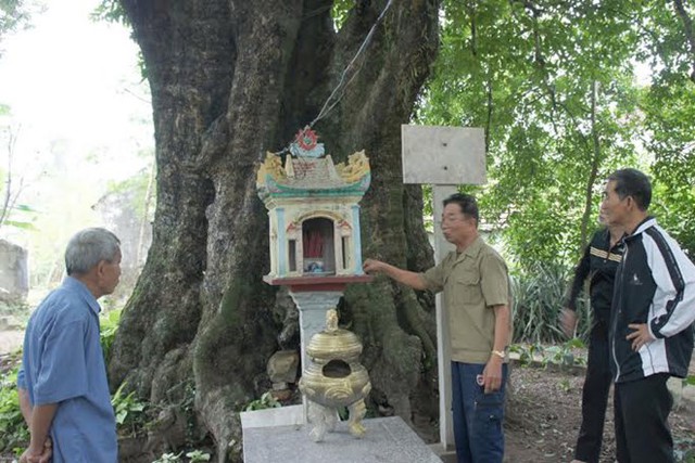 Ông Lê Minh Thưởng đang giới thiệu với quan khách đến thăm, chiêm ngưỡng 5 cây thị cổ trong vườn.