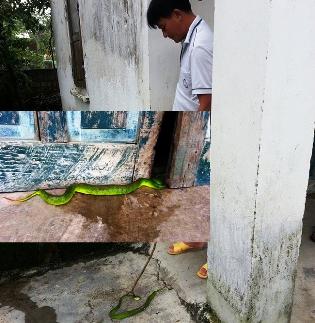 Không chỉ rắn bò vào vườn, chui vào chiếu, giường nhà dân, loài rắn độc này còn tấn công mỗi khi người dân vô tình chạm phải chúng.