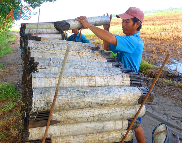 
Nhờ có nguồn lươn giống mà bà con có thu nhập ổn định
