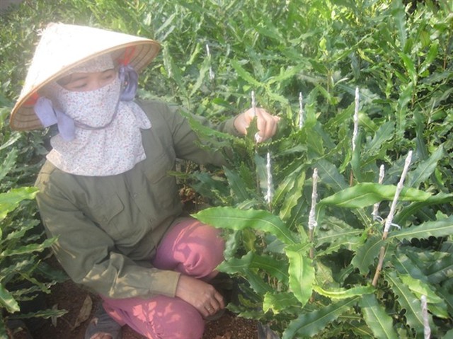 Nông dân tự ươm hạt rồi gép cây để bán giống... Đọc thêm tại: http://nongnghiep.vn/chuyen-cay-ty-do-o-lam-dong-lam-ke-khoc-post139607.html | NongNghiep.vn