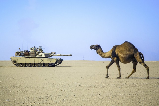 1 chiếc xe tăng M1A2 đi qua 1 con lạc đà trong cuộc tập trận đa quốc gia ở Trung Đông.