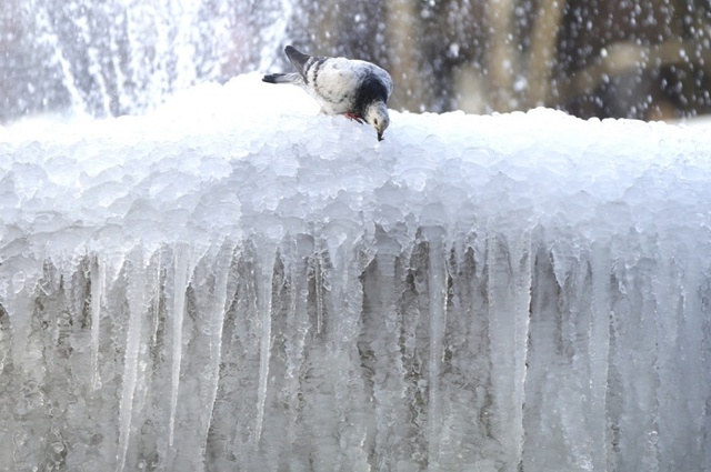 Chim bồ câu đậu trên đài phun nước đóng băng khi nhiệt độ giảm xuống dưới 0 độ C trong công viên Bryant ở New York, Mỹ.