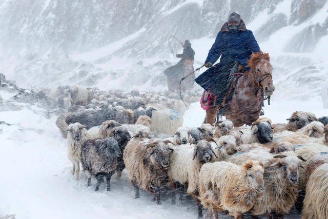 Những người đàn ông chăn cứu dưới mưa tuyết ở Yili, Trung Quốc.