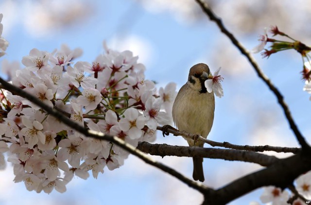 Chim sẻ hút mật từ bông hoa anh đào trong công viên Ueno ở Tokyo, Nhật Bản.