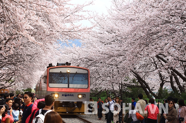 Khoảnh khắc khi hơn 300.000 cây hoa anh đào đồng loại nở rộ, cả thành phố Changwon như chìm trong không gian mơ màng thơ mộng của sắc trắng và hồng. 