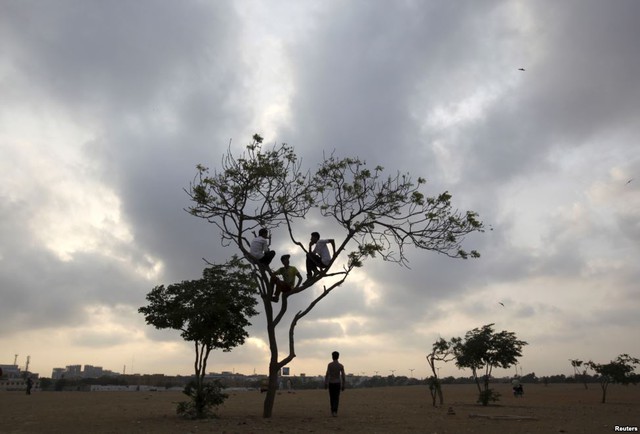 Các cậu bé ngồi chơi trên cây giữa cánh đồng rộng ở Karachi, Pakistan.