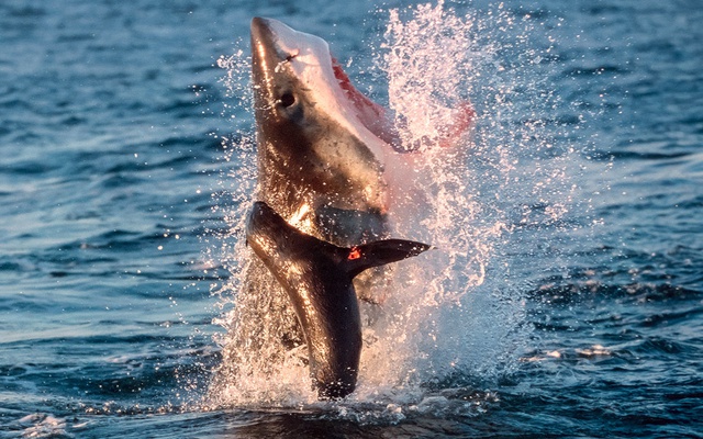 Cá mập trắng lớn tấn công một con hải cẩu ở ngoài khơi đảo Seal, Nam Phi.