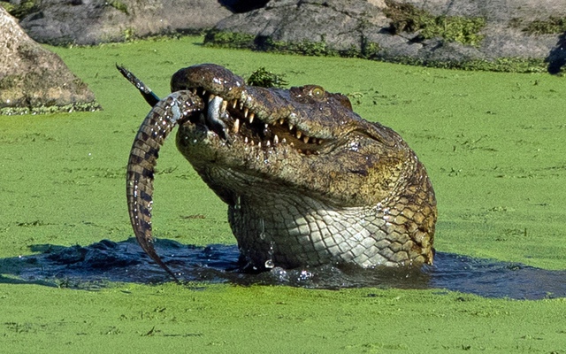 Cá sấu khổng lồ nuốt chửng một con cá sấu nhỏ trong vườn quốc gia Kruger, Nam Phi.