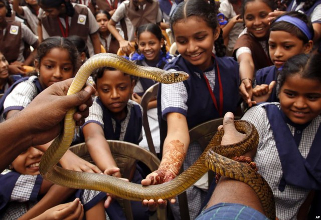 Học sinh cố gắng chạm vào một con rắn trong một chương trình tuyên truyền cho lễ hội Naag Panchami ở Mumbai, Ấn Độ.