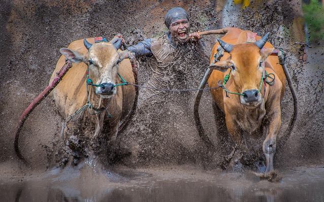 Người nông dân điều khiển cặp bò tại cuộc đua bò truyền thống ở Sumatra, Indonesia.