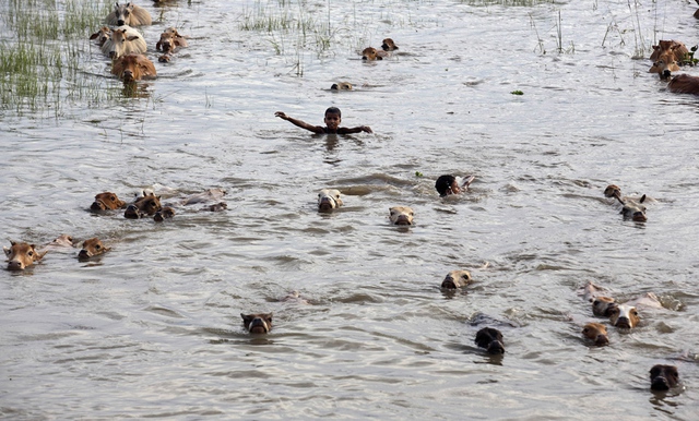 Các cậu bé cùng với gia súc bơi qua nước lũ để tới khu vực an toàn hơn tại ngôi làng Kholabuya gần thành phố Guwahati, Ấn Độ.