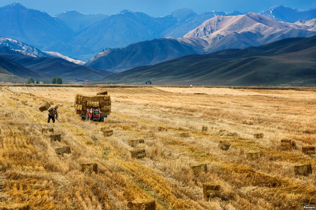 
Nông dân thu hoạch rơm khô trên cánh đồng tại khu tự trị Tân Cương, Trung Quốc.
