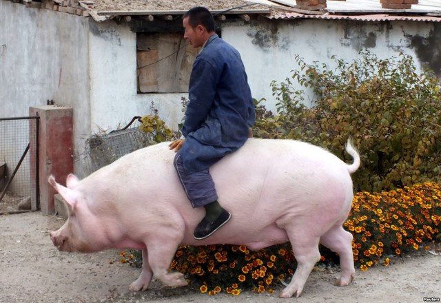 Người đàn ông cưỡi con lợn nặng 600kg được nuôi làm cảnh ở thành phố Trương Gia Khẩu, Trung Quốc.