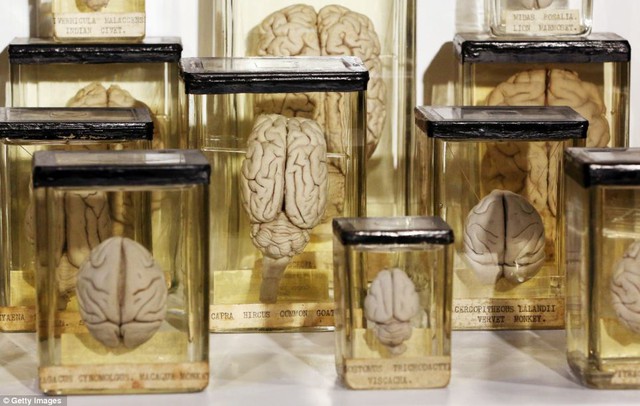 
Những lọ đựng não người trong bảo tàng Mỹ bị đánh cắp rồi đem rao bán trên mạng. Ảnh minh họa.
