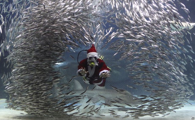 
Thợ lặn mặc trang phục ông già Noel bơi cùng đàn cá mòi trong công viên hải dương Coex ở Seoul, Hàn Quốc.
