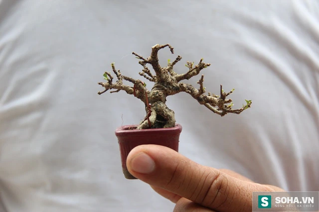 
Anh Lâm Ngọc Vinh (45 tuổi, ngụ Huyện Hóc Môn, TP.HCM) - chủ của những cây bonsai tí hon cho biết, những cây cảnh tí hon không phải ai muốn trồng cũng được, từ khâu chăm sóc, tạo dáng cho cây khó gấp trăm lần những cây lớn.

 
