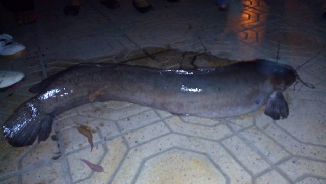 
Sự xuất hiện của con cá trê khủng nặng 15kg thu hút sự chú ý.
