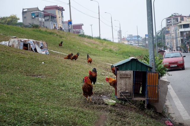 Tăng gia, nuôi gà, trồng rau, đê điều