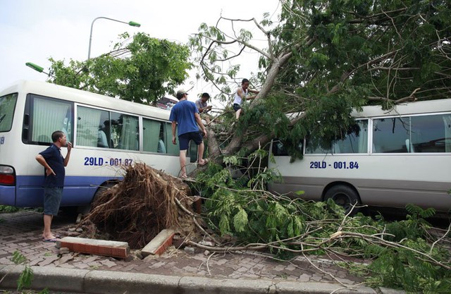 cây đổ, trách nhiệm, cây xanh, Hà Nội...