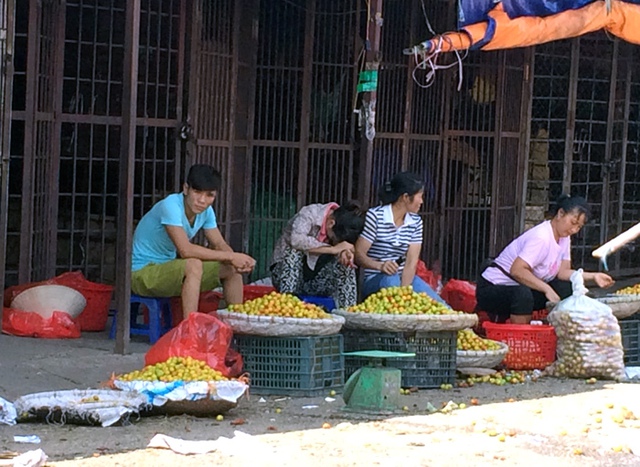 Mận Trung Quốc, mận Tàu, mận Việt Nam, Sapa, Hà Giang, chợ đầu mối, bán lẻ, đội lốt, dân buôn, mận-Trung-Quốc, mận-Tàu, mận-Việt-Nam, Hà-Giang, chợ-đầu-mối, bán-lẻ, đội-lốt, dân-buôn