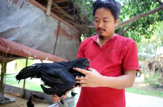 Anh Trần Nhữ Giáp, chủ trang trại nuôi sinh sản và bảo tồn chim Việt (Đông Mỹ, Thanh Trì, Hà Nội) phải bay sang Indonesia tới 6 lần trong vòng 2 năm mới mua được đúng loại gà đen thuần chủng. Ảnh: Vietnamnet