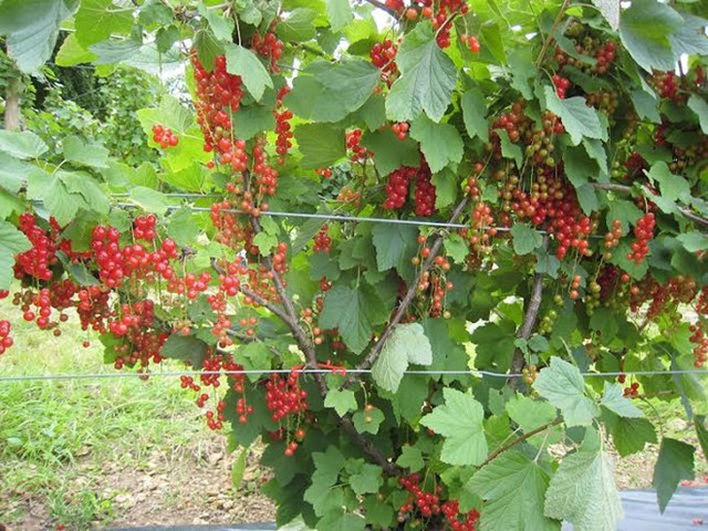 Loại nho đỏ currant trồng ở các nước châu Âu đang được giới nhà giàu Việt lùng mua về ăn.