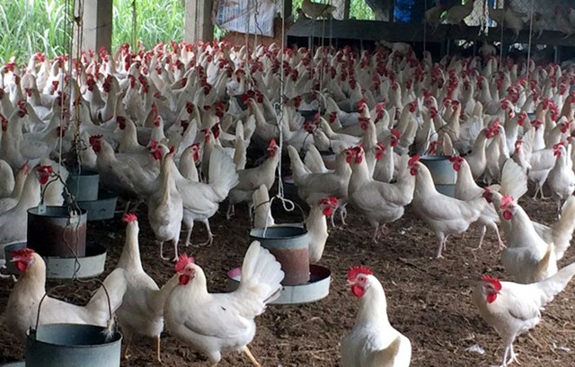 Khu vực đồi Mé, xã Thanh Vân đang được nhiều người ví là “thủ phủ nuôi gà đẻ trứng”, với số lượng từ vài nghìn đến vài chục ngàn con mỗi hộ.