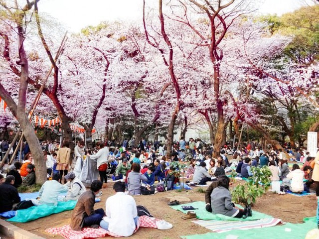 
Người Nhật tụ tập dưới gốc cây anh đào để ngắm hoa, thưởng rượu
