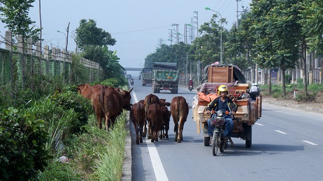 
Làn đường dành cho ô tô thuộc dải đường đô thị trên đại lộ Thăng Long thường xuyên có các phương tiện tự chế, chở hàng cồng kềnh đi ngược chiều.
