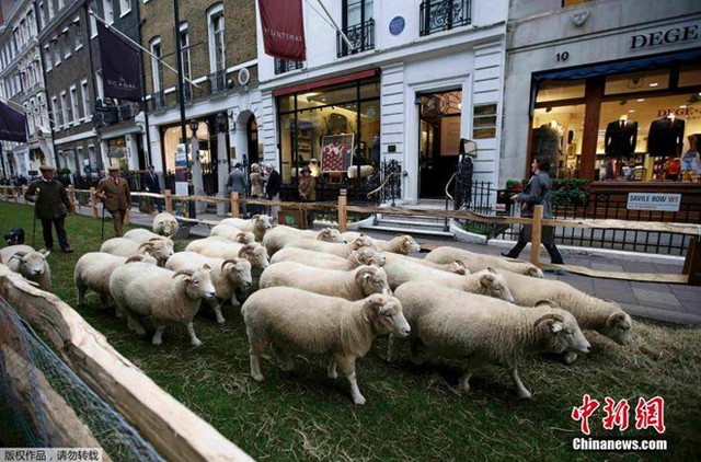 
Khu phố nổi tiếng Savile Row ở trung tâm London (Anh) đã bỗng dưng biến thành nơi chăn cừu khi một phần của con phố trở thành đồng cỏ để quảng bá cho Tuần lễ Len quốc gia. (Nguồn: CCTVNews)

