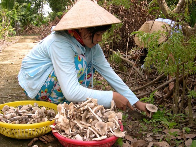 Nấm mối có tên khoa học là Termitomyces albuminosus, xuất hiện vào đầu mùa mưa và chỉ kéo dài khoảng 1-2 tháng. Ảnh: Zing.vn