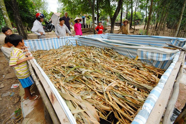 Phong trào nuôi lươn ở các xã đầu nguồn An Giang.