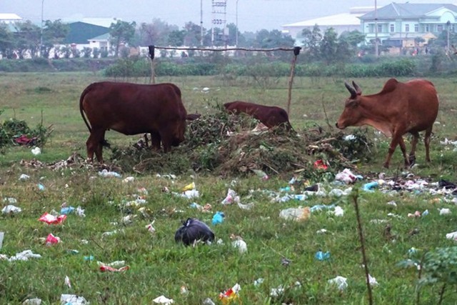 Đất vàng trong khhu công nghiệp để hoang