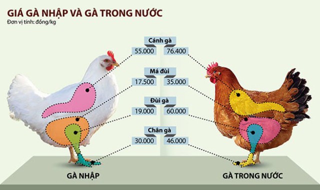 Giá gà nhập và gà trong nước.