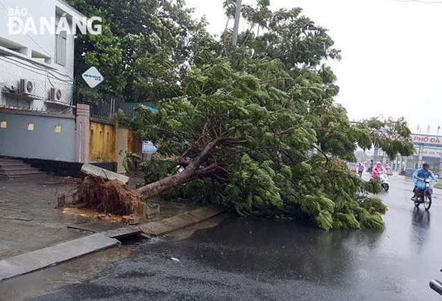 
Cây bật gốc vì gió mạnh. Ảnh: Trâm Anh/Báo Đà Nẵng
