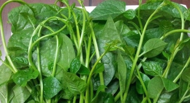 Mồng tơi là loại rau phổ biến, được sử dụng để chế biến trong bữa ăn hàng ngày.
