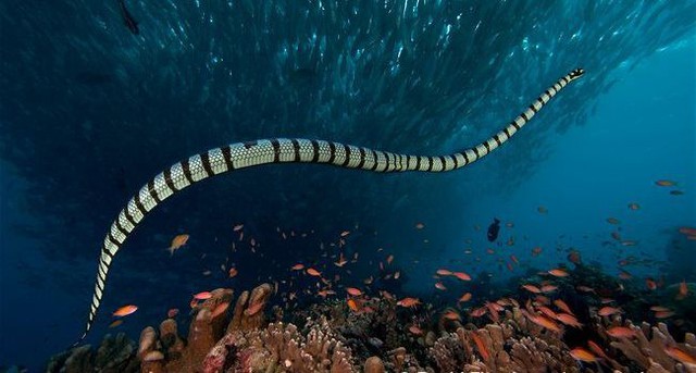 Đây là một hình ảnh về loài rắn độc quyến rũ và đầy hiểm nguy, tuy nhiên màu sắc của chúng lại rất bắt mắt và đẹp mắt, bạn có muốn khám phá khoảng không gian nơi chúng sống?