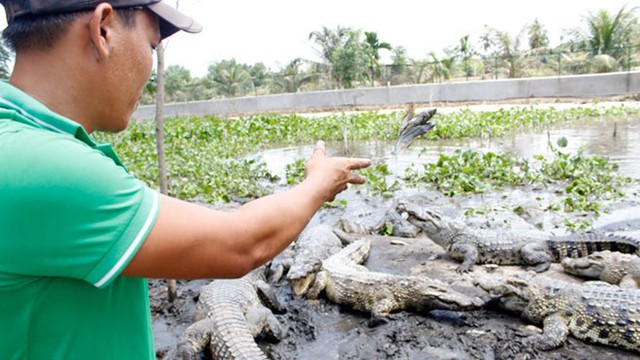 Đây cũng là thời điểm các thương lái thu mua cá sấu con tại Nam Bộ. Trước đây, thị trường TQ chủ yếu mua cá sấu sống từ 10kg trở lên. “Không biết nguyên nhân vì sao phía TQ lại tận thu cá sấu con”, ông Nguyễn Văn Thành, Chủ nhiệm HTX cá sấu giống Nam Bộ (quận 12, T.p HCM) nói.